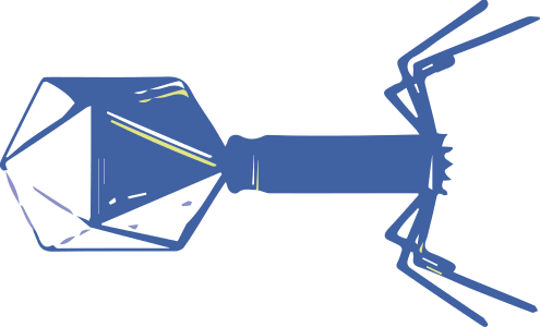 bacteriophage